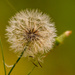 Dandelion Seed Pod! by rickster549