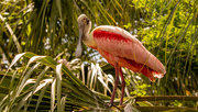 15th May 2021 - Roseate Spoonbill!