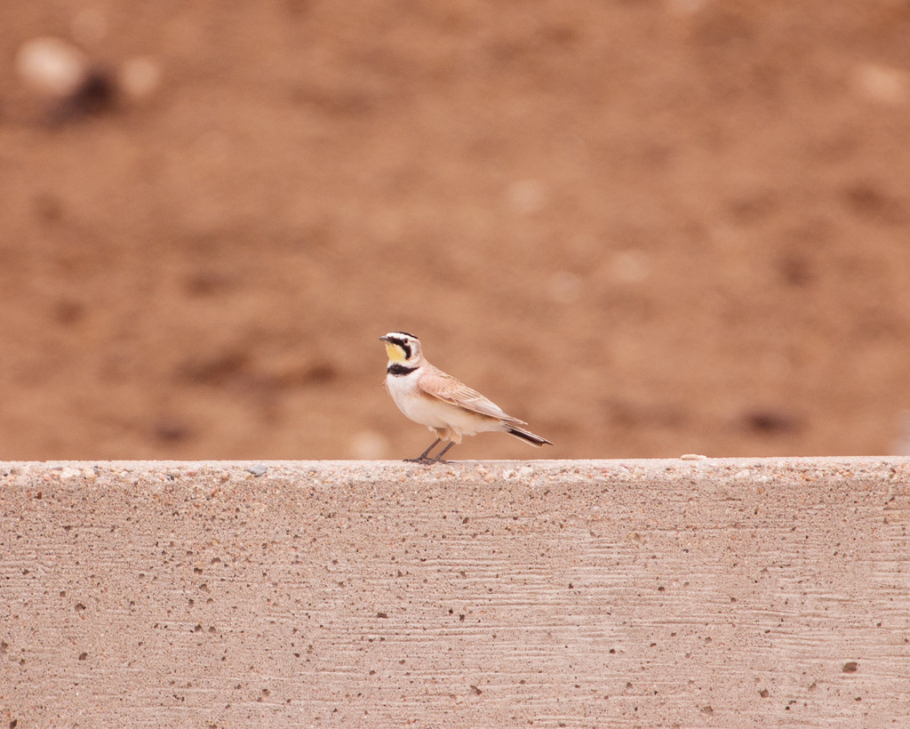 horned lark by aecasey