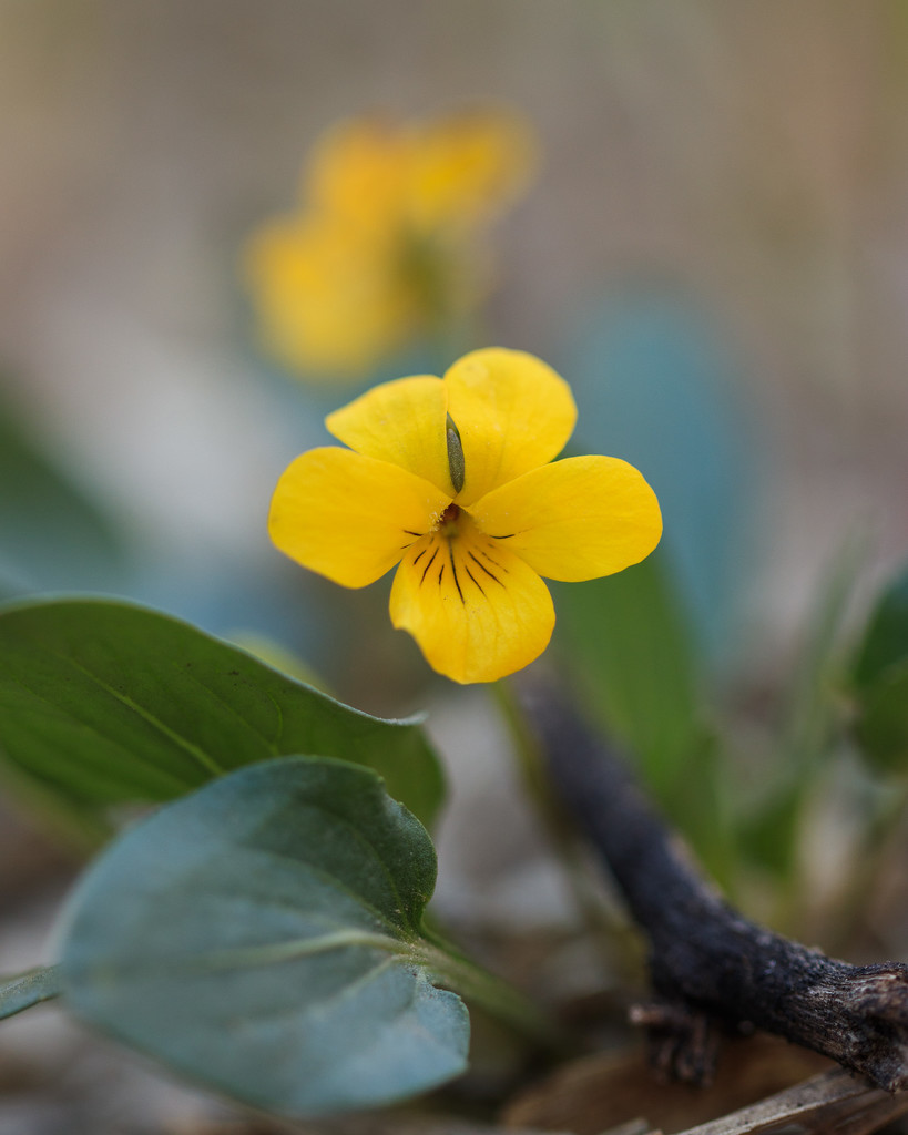 smooth yellow violet by aecasey
