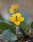 13th May 2021 - smooth yellow violet