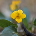 smooth yellow violet by aecasey