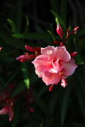 13th May 2021 - Oleander