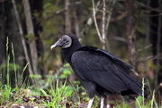17th Apr 2021 - Black Vulture