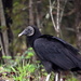 Black Vulture by genealogygenie