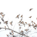 Goldfinch tree by maureenpp