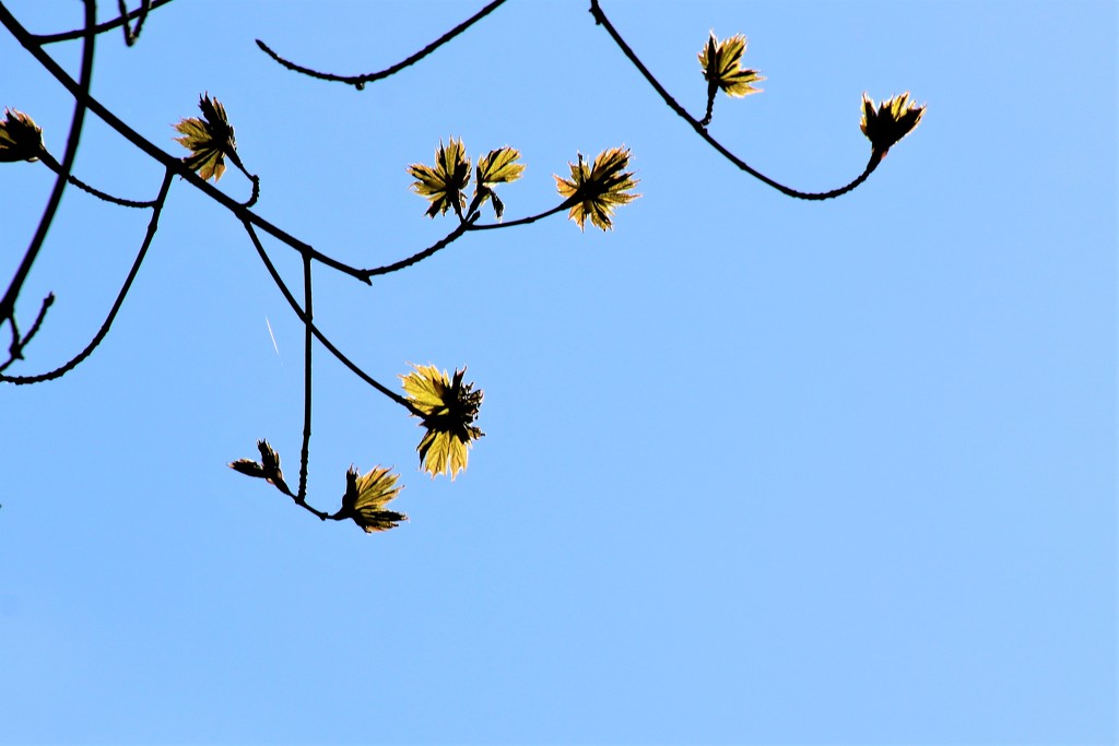 New leaves by edorreandresen