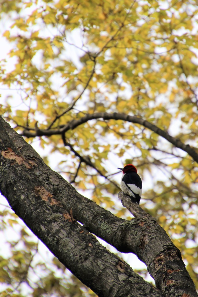 Red headed woodpecker by edorreandresen