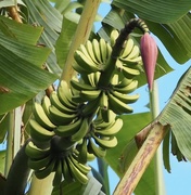 16th May 2021 - Our bananas are doing well this is one of two bunches 