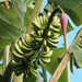 Our bananas are doing well this is one of two bunches  by Dawn