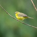 Lovely Little Warbler by nicoleweg