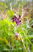 16th May 2021 - This is a Vetch!!