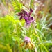 This is a Vetch!! by 30pics4jackiesdiamond