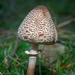 Fungi's hat by gosia
