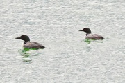 14th May 2021 - Common Loon 