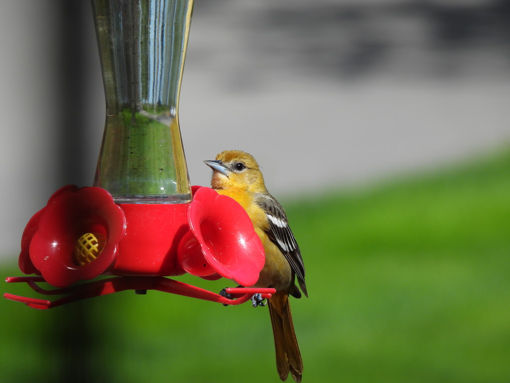 Female Baltimore Oriole by frantackaberry