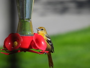 15th May 2021 - Female Baltimore Oriole