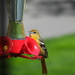 Female Baltimore Oriole by frantackaberry
