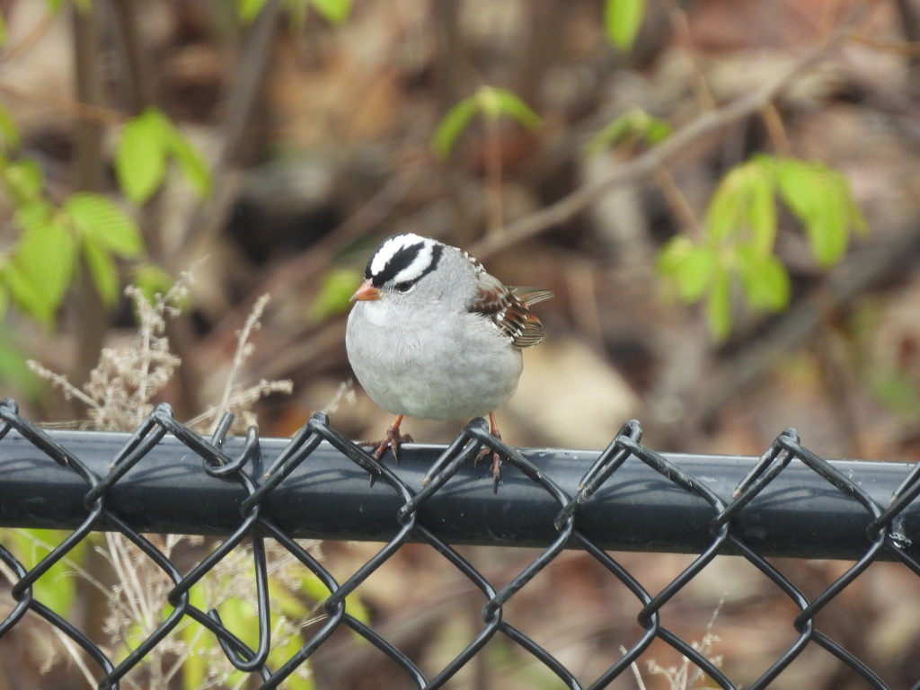 White-crowned Sparrow by frantackaberry