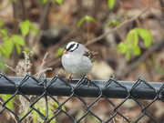 12th May 2021 - White-crowned Sparrow