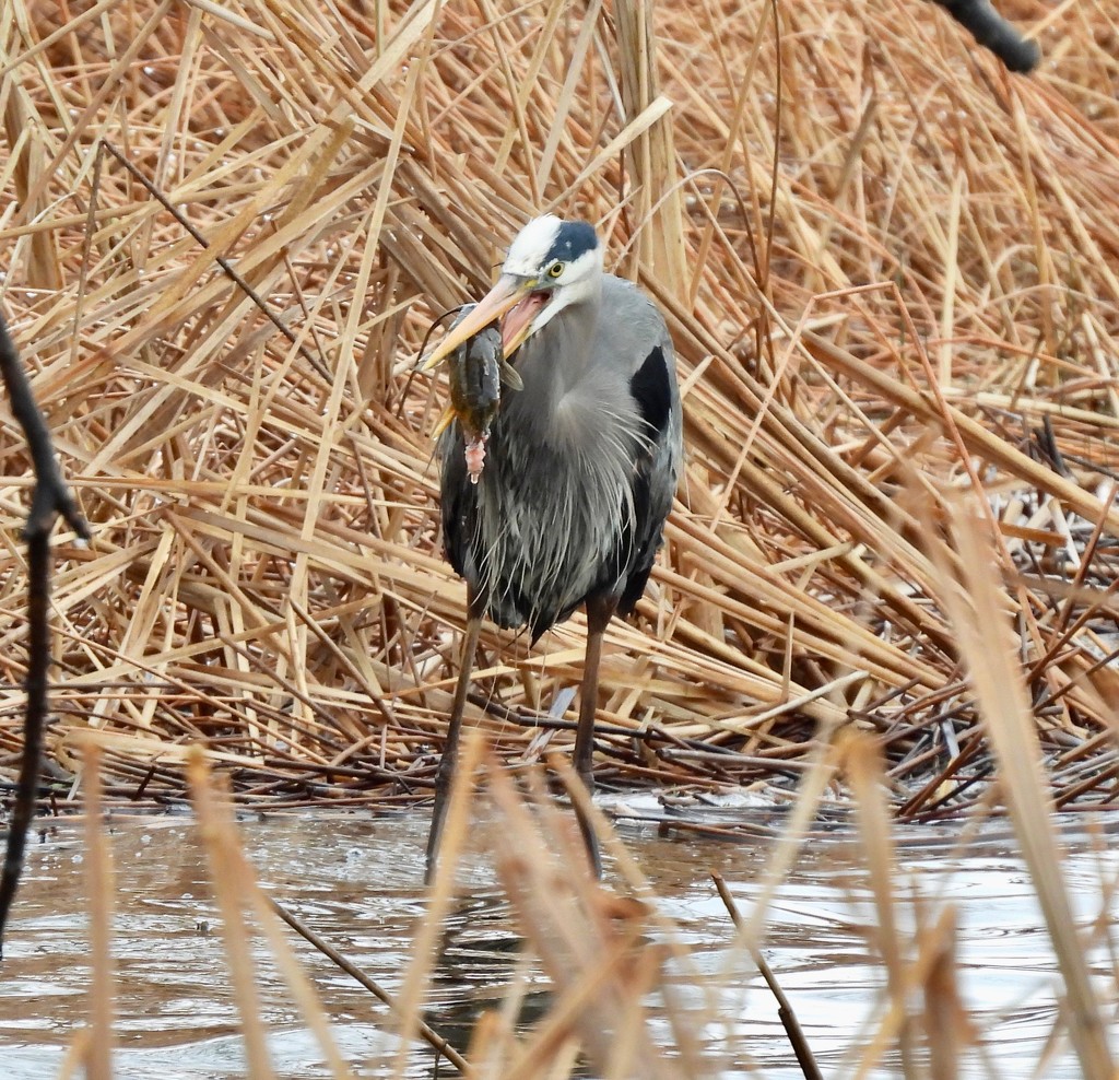 Great Blue Heron with Dinner by frantackaberry