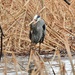 Great Blue Heron with Dinner by frantackaberry