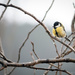 Bird in a tree :-) by helstor365