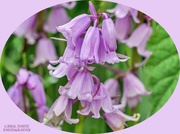 16th May 2021 - Pink Bluebells