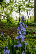 15th May 2021 - Bluebell view......