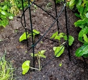 16th May 2021 - Runner Beans 