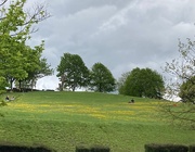 30th Apr 2021 - Buttercups on the Hill