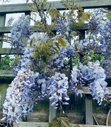 12th May 2021 - Wisteria