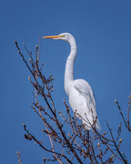 13th May 2021 - Great Egret
