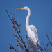Great Egret by aecasey