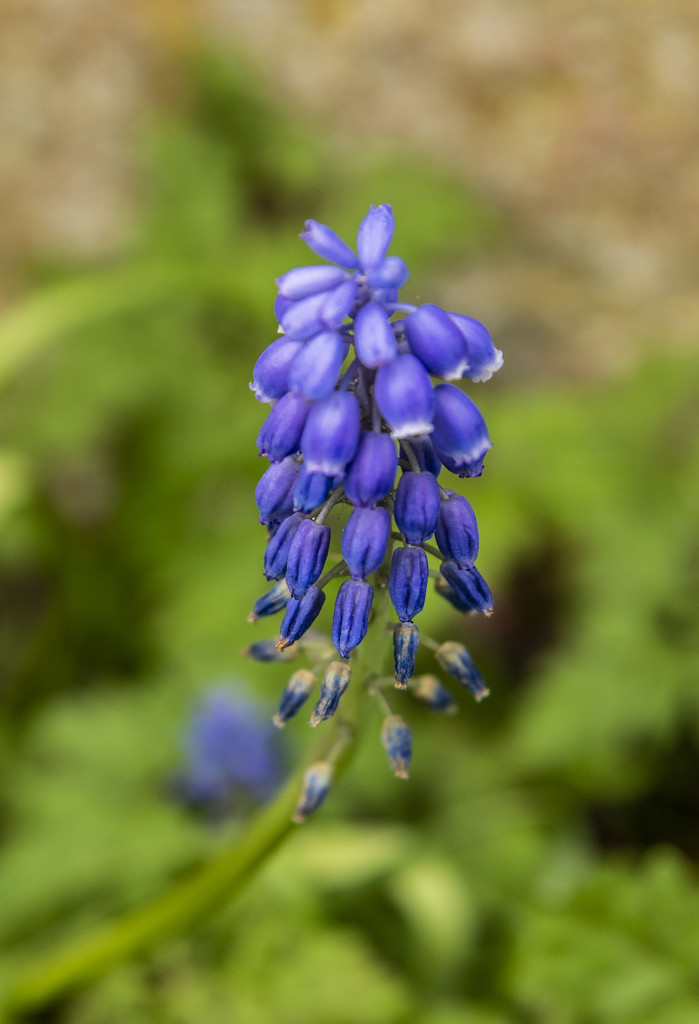 Bluebell by clivee