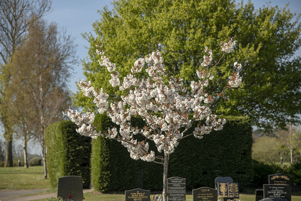 Blossom in the Cemetery by clivee