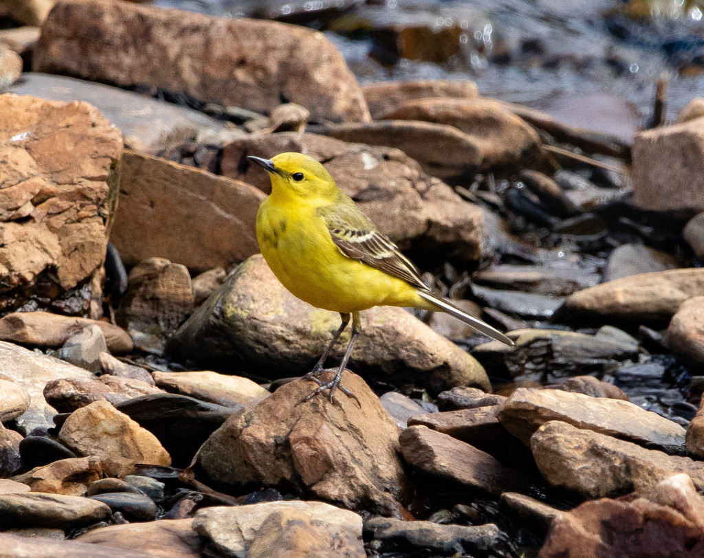 Yellow Wagtail by lifeat60degrees