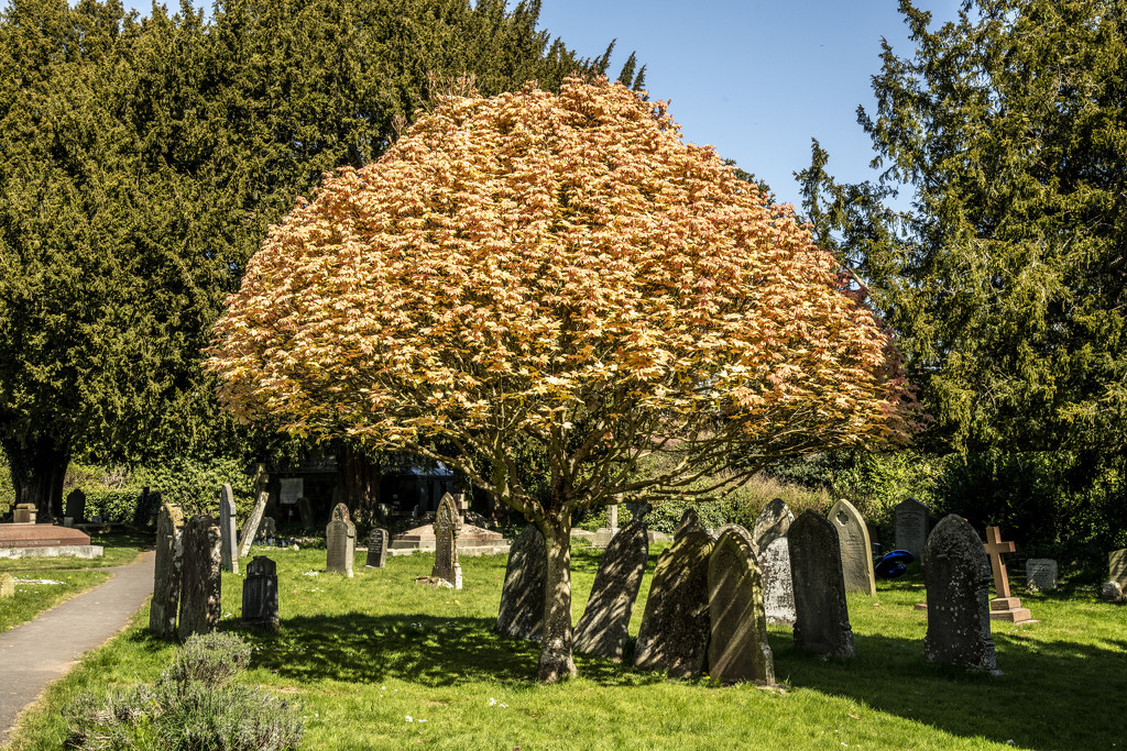 Tree at Burghill Church by clivee