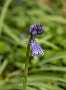 27th Apr 2021 - Bluebell