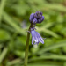Bluebell by clivee