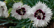 15th May 2021 - Spring 2021 dianthus