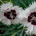Spring 2021 dianthus by larrysphotos