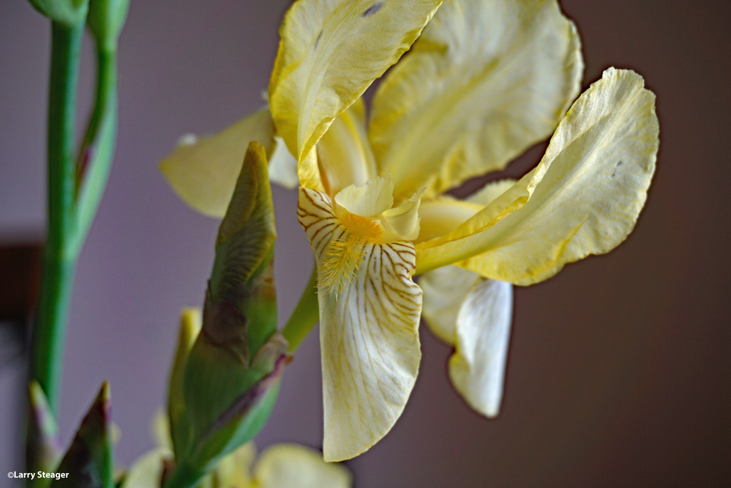 Spring 2021 Yellow iris by larrysphotos