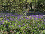 16th May 2021 - Bluebell Woods
