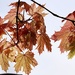 Autumn Colours....2 by carole_sandford