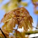 Autumn colours by carole_sandford