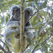 does this branch make my bum look big? by koalagardens