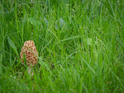 16th May 2021 - Found among the grasses 