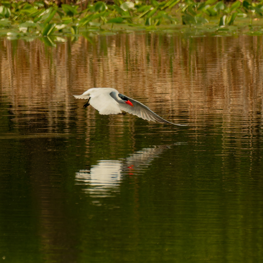 Caspian tern reflection by rminer