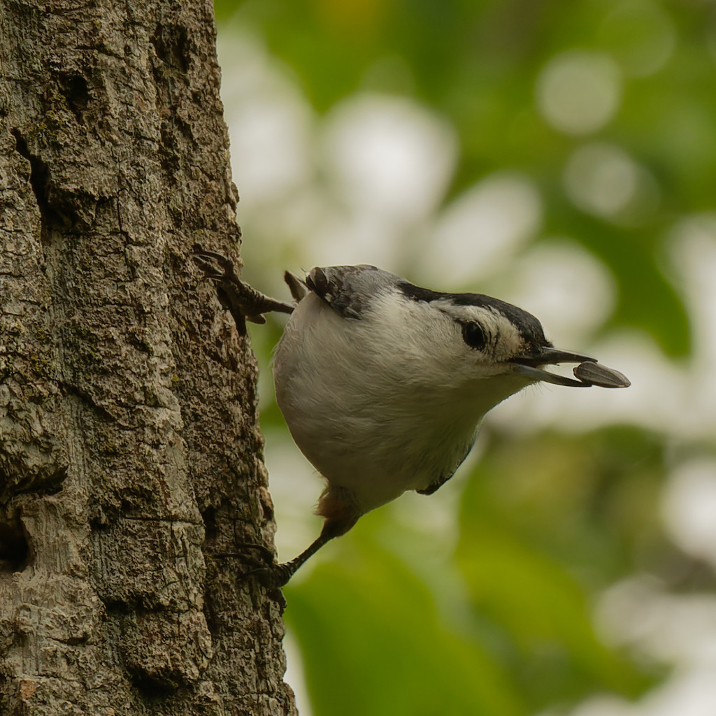 white-breasted nuthatch with seed by rminer